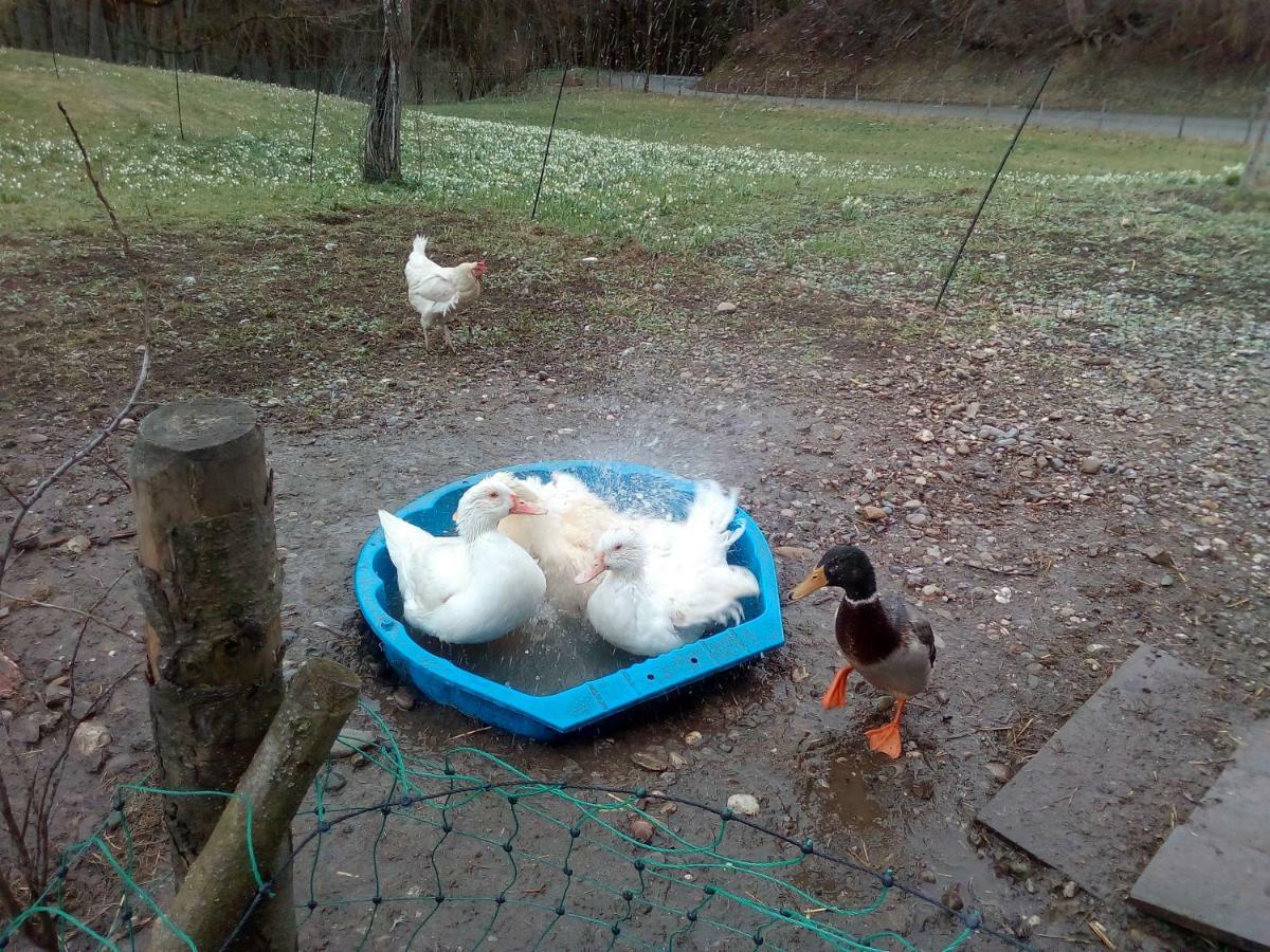 Ferienwohnung Auf Dem Lechsberg Fuchstal Екстериор снимка